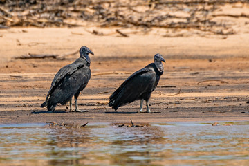 Obraz premium Two Black Vultures