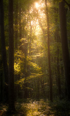 rays of sun in the forest