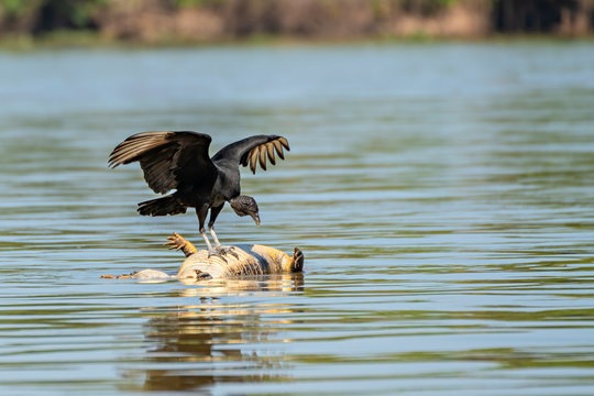 Vulture On Dead Caiman