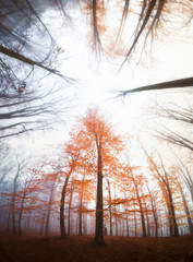 sunset in the forest