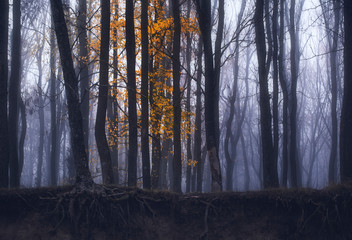 forest in fog