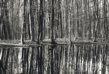 Black and white forest