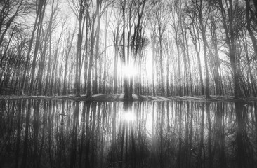 reflection of trees in the water
