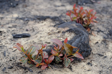 Re growth of  plants after Australian bushfire