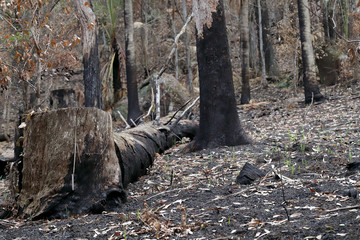 Aftermath of Australian bushfire