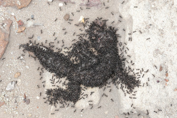 Black ants feeding on dead Broad-tailed Gecko