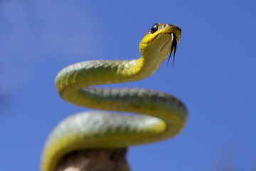 Common Tree Snake with tongue flickering