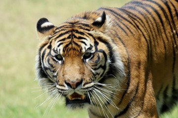 Fototapeta na wymiar Close up of Captive Sumataran Tiger
