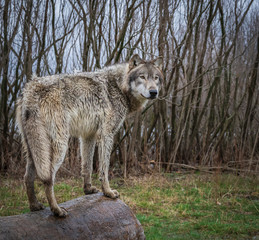 Single wolf photo in the Midwest