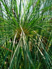 tree name's cyperus papyrus at buffalo village 