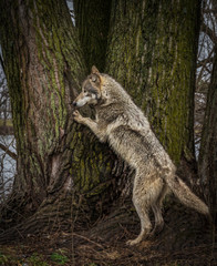 Obraz premium Single wolf photo in the Midwest