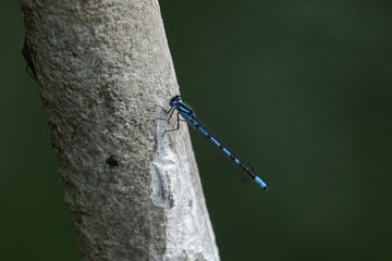 dragonfly on a branch