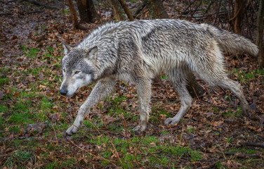 Single wolf photo in the Midwest