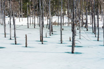 氷が溶け始めた冬の湖　美瑛町青い池