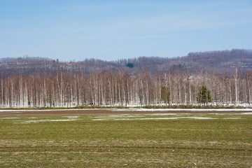 残雪の畑とシラカバ林