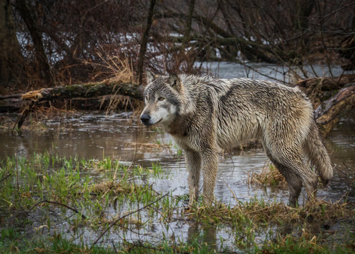 Single wolf photo in the Midwest