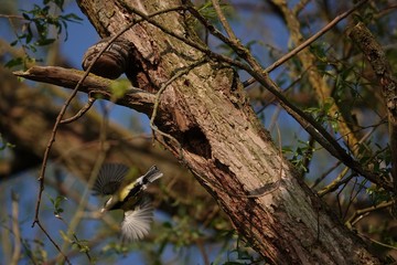 woodpecker on tree