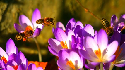 Des abeilles se posent sur des fleurs