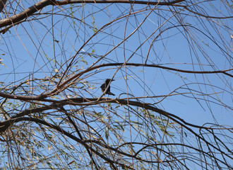 Bird in Tree