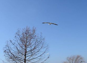 Bird Soaring in the wind