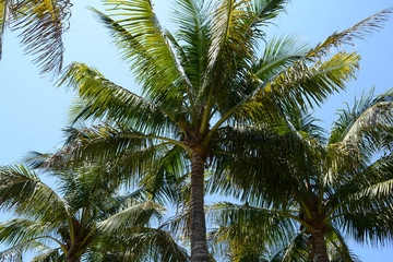 Fototapeta na wymiar Palm Trees reaching to the Sky