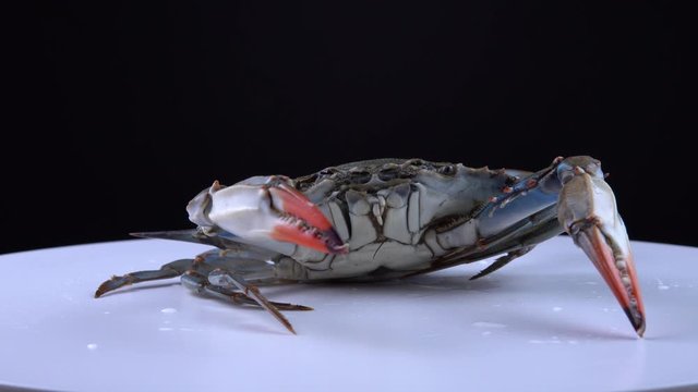 Blue Crab, Callinectes sapidus, on the white plate rotating, 9mm lens close up view. Crab in the defensive or attacks mood moving up and down. Imported and sold in Canada for Caribbean dish.