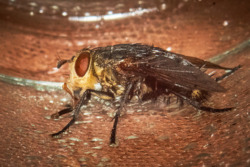 Mosca