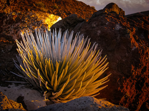 Argyroxiphium sandwicense (Haleakala Silversword) on the sliding sands trail, haleakala.  Illuminate by low sun sparkling off the silver succulent leaves. Imposing dark red lava cliffs
