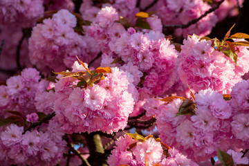 pink cherry blossom background in backlit sunlight. beautiful nature scenery in springtime