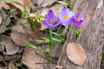 crocus flower in the forest. beauty of wild purple blooming in springtime