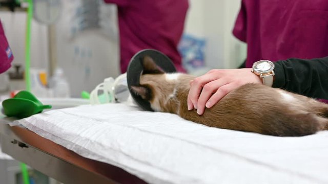 Veterinary team preparing animal surgery, cat with anesthesia breathing circuit set .