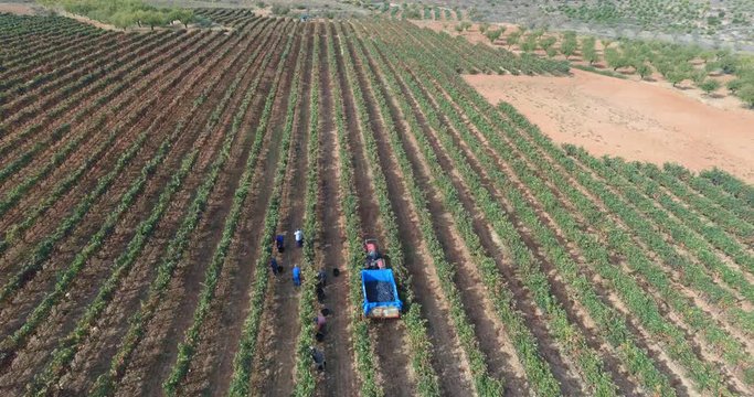 harvest and harvesters in la rioja spain