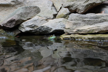Naklejka na ściany i meble Frog under rocks