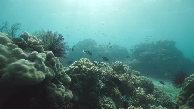 Tropical fishes swimming underwater in coral reef and other marine life.