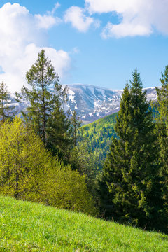 wonderful landscape in springtime. row of trees on the meadow. mountain ridge beneath a blue sky with fluffy clouds in the distance. warm sunny weather
