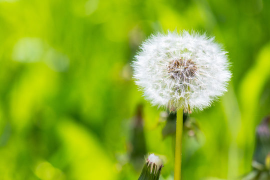 white fluffy dandelion in the tall green grass. wonderful nature background