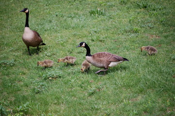 Geese and their children