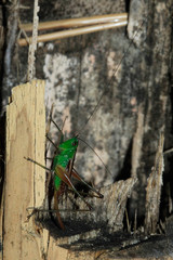 Insecto