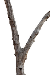 Naklejka premium tree death or branch die on white background