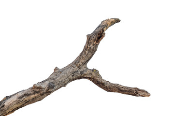 tree death or branch die on white background
