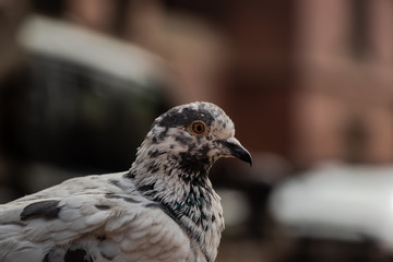 The closeup look of the pigeon at Patan Durbar Square