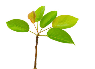 pear leaves on branch isolated on white background