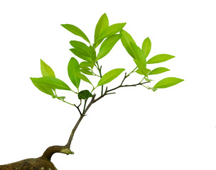 lemon leaves isolated on white background.