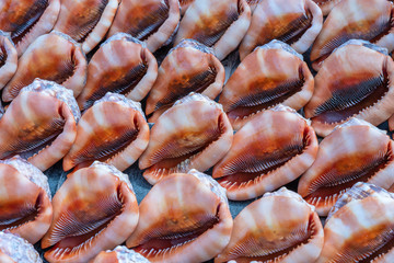 Souvenirs big sea shells for sell on the beach market on the island of Zanzibar, Tanzania, Africa. Close up