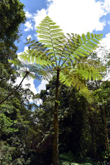 A view from underneath two tree ferns showing against a cloudy sky in tropical north Queensland, Australia