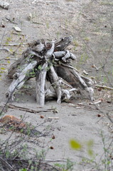 Last of the tree roots