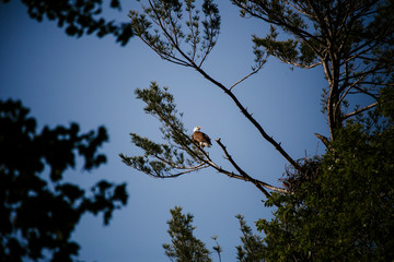 Bald Eagle in Pine Tree 