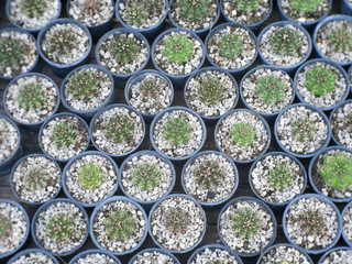 Various types of cactus in pots.
