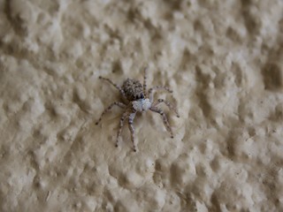 spider closeup