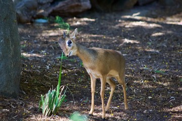small deer